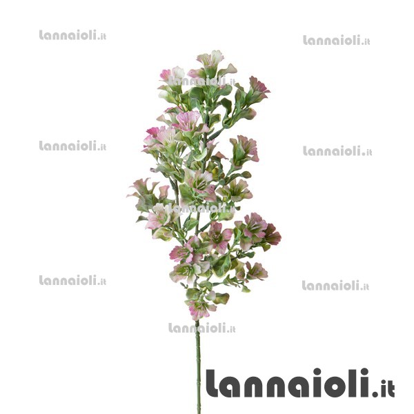 EDERA-ROSMARINO-NEBBIOL. RAMO 